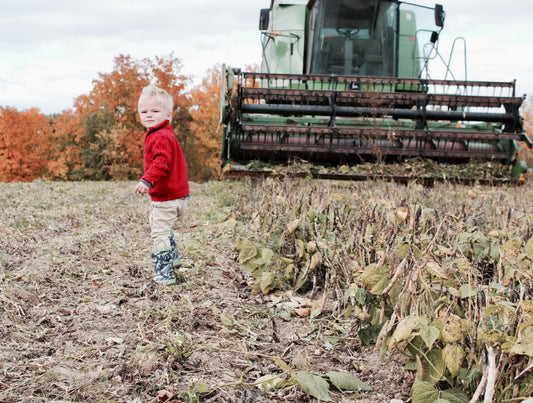 Harvesting Beans