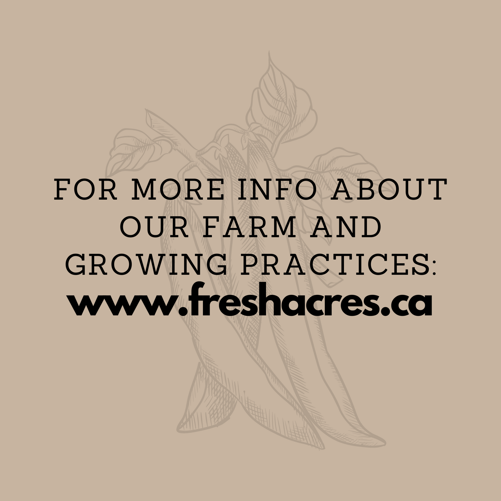 Organic Whole Spelt Berries Canadian Grown Fresh Acres