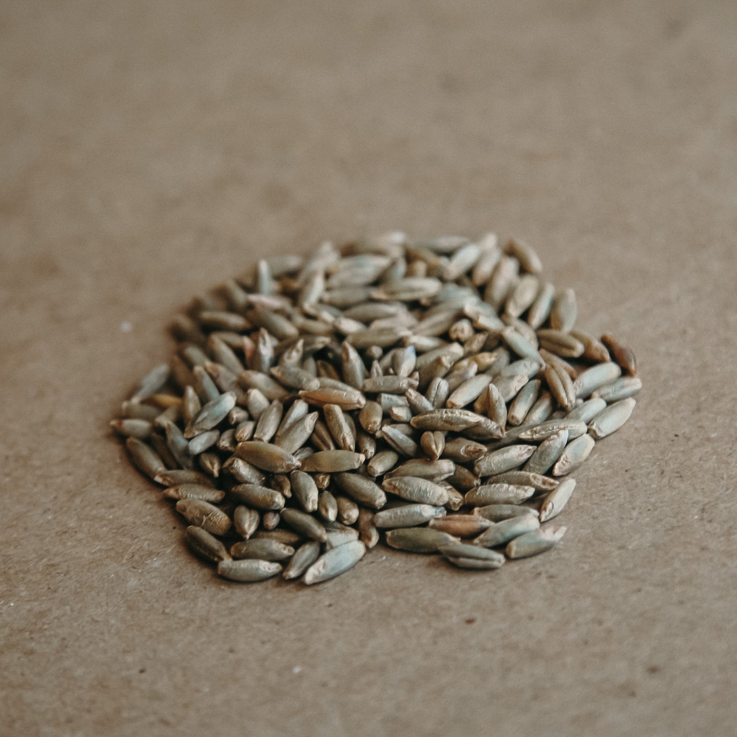 Grown in Ontario Organic Rye Berries