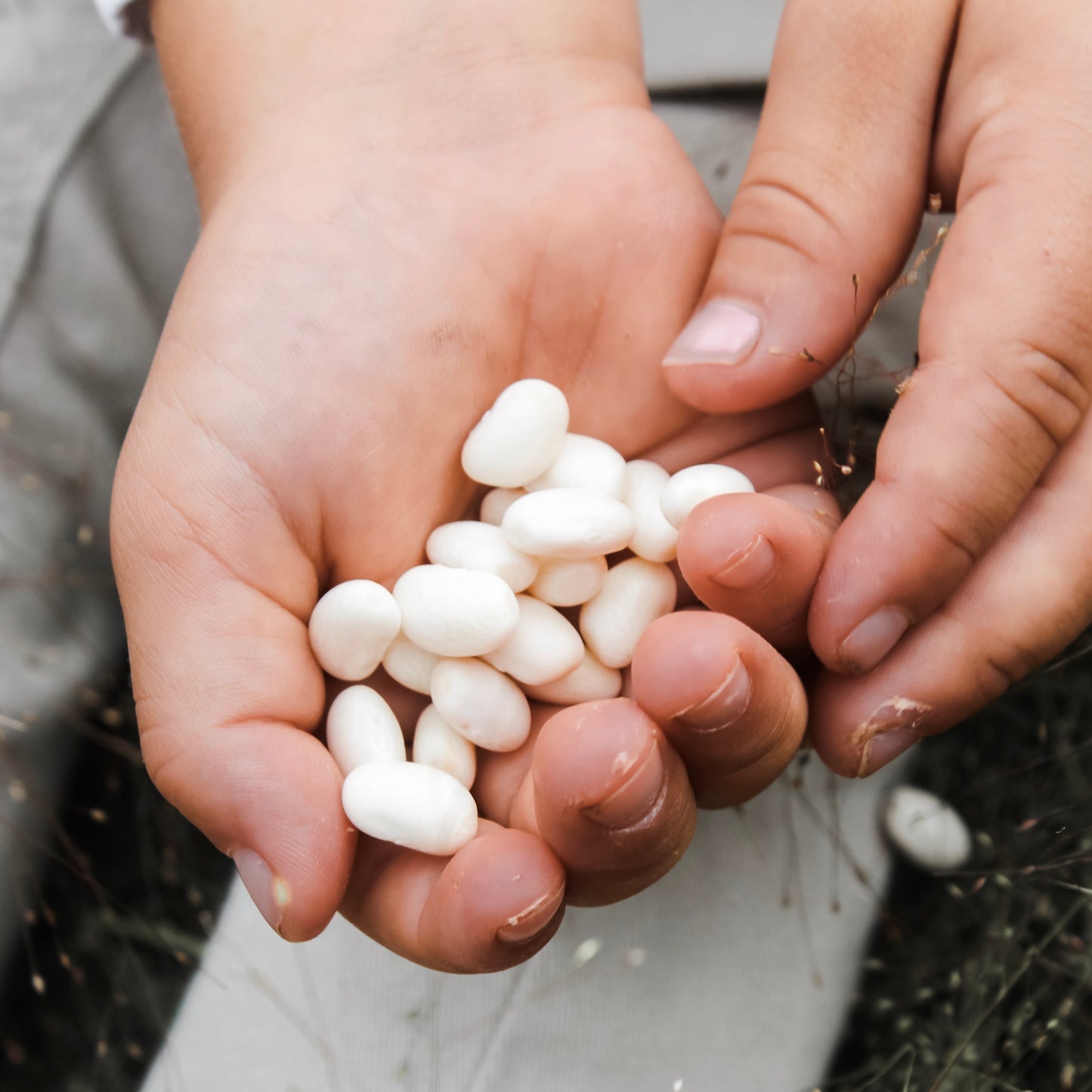 Bean Basics Bundle