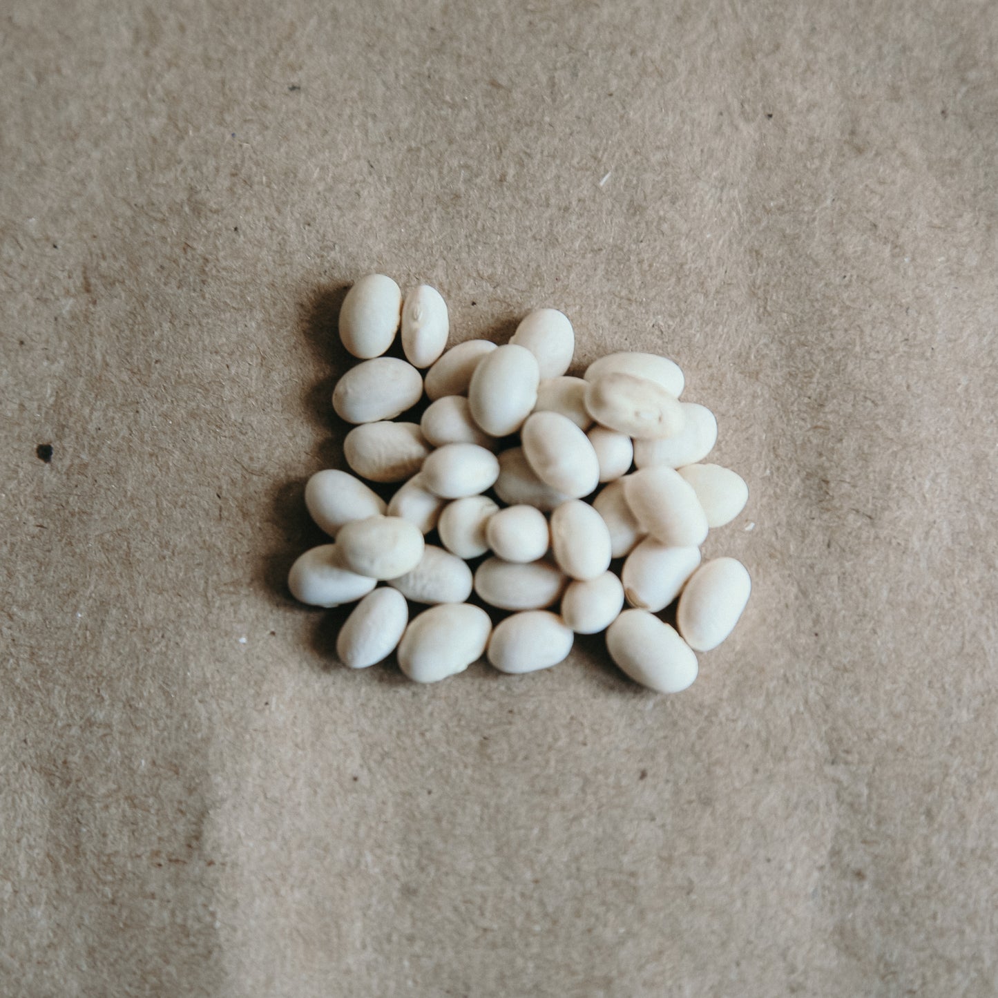 Grown in Ontario Organic Navy BeansGrown in Ontario Organic Navy Beans