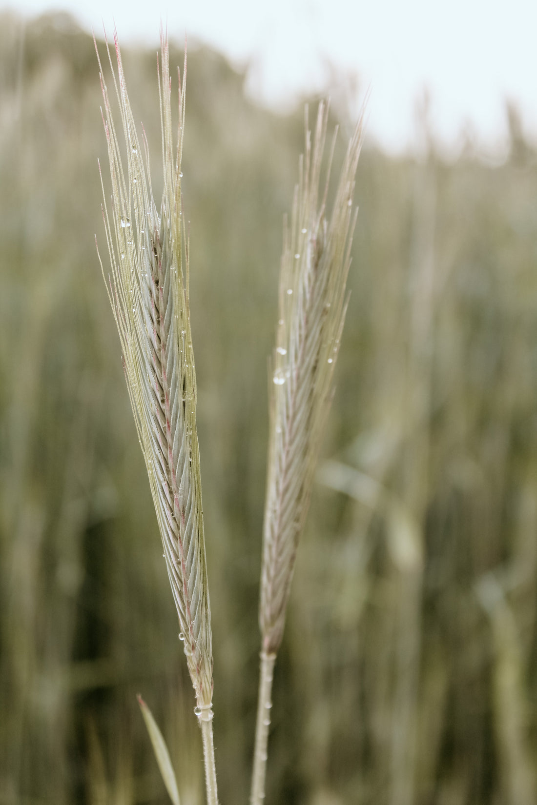 Fresh Acres Organic Grain