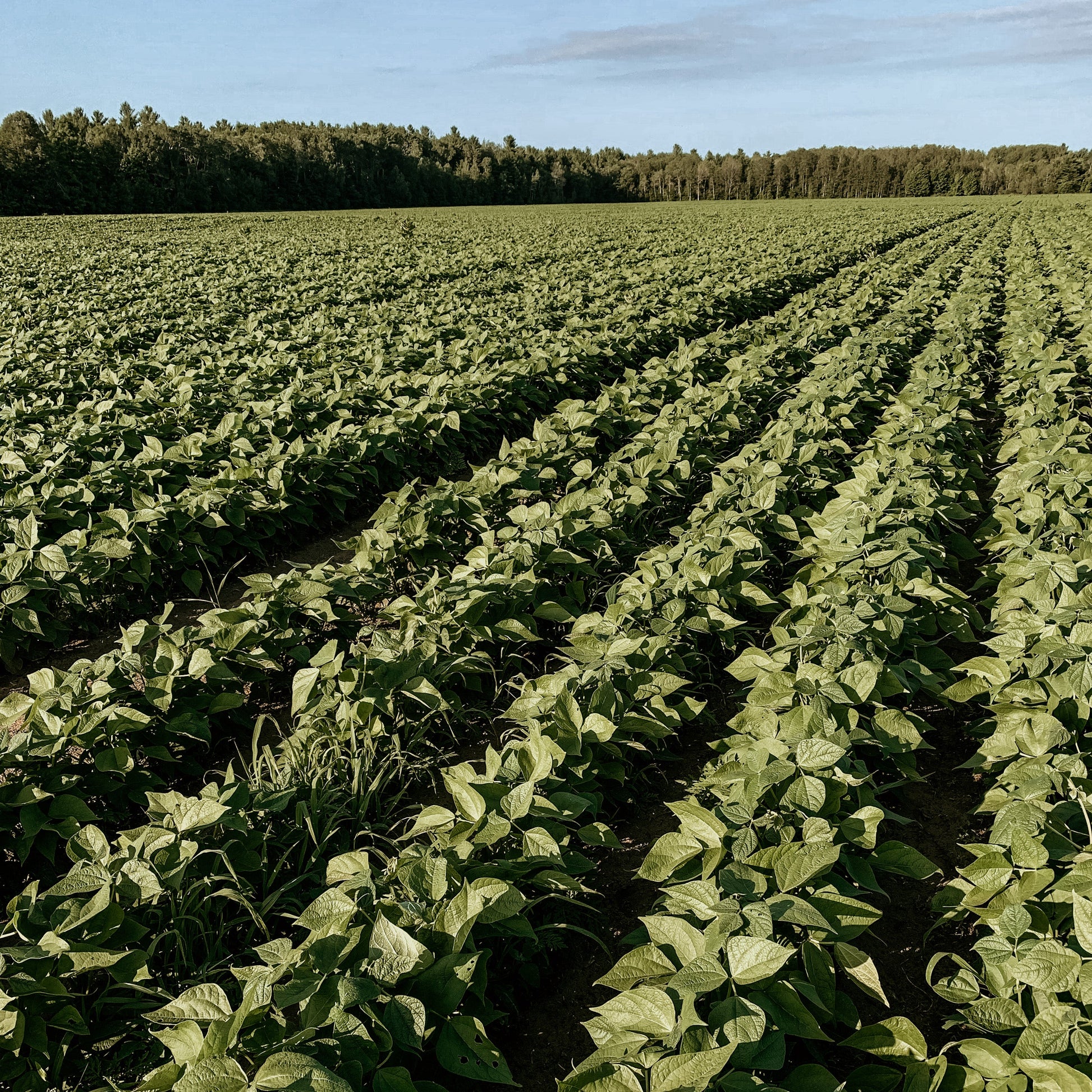 Row of green plants in a field with trees in the background