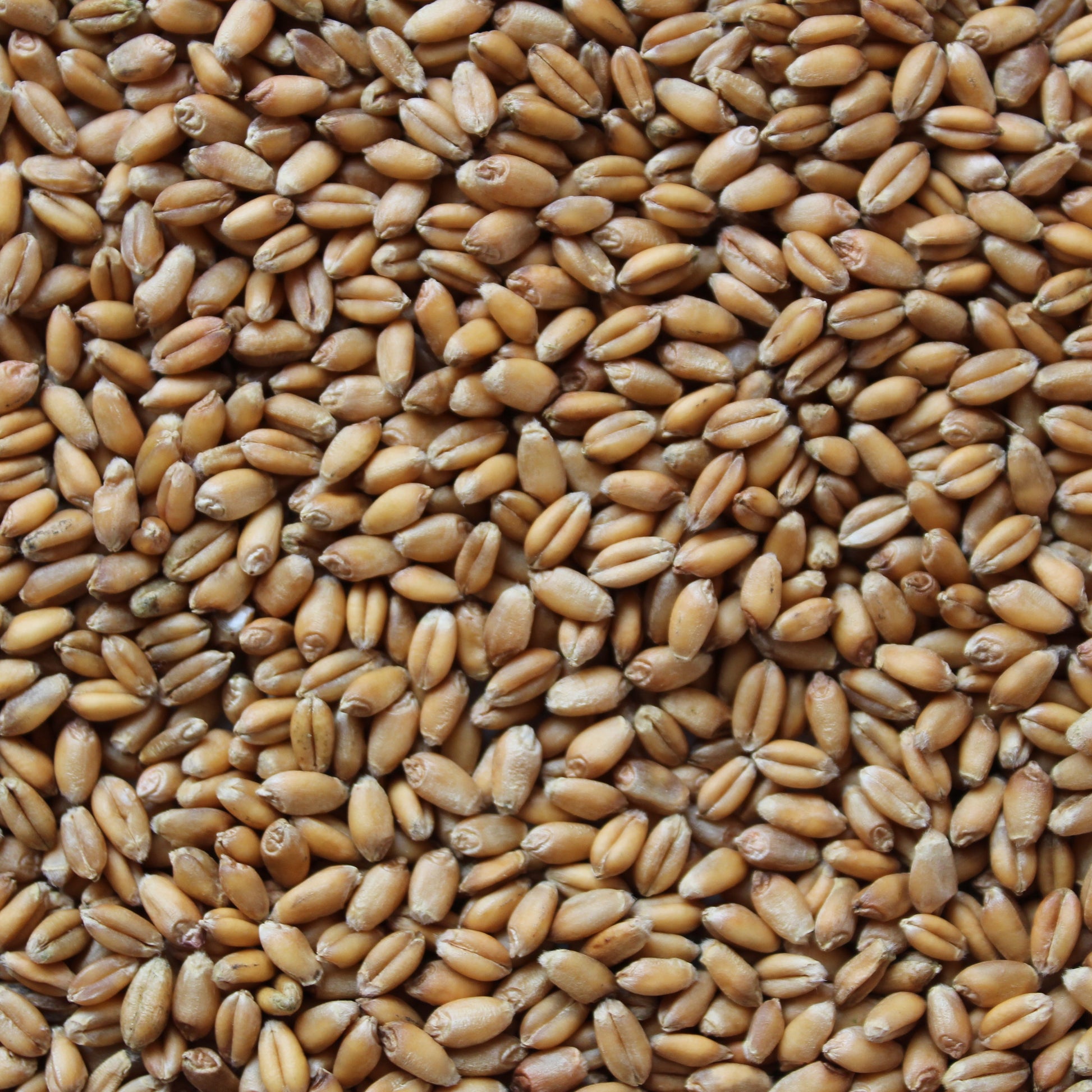 Close-up of a pile of wheat grains