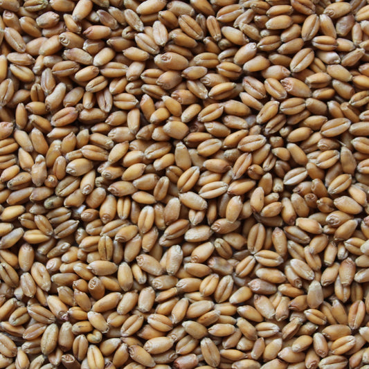 Close-up of a pile of wheat grains