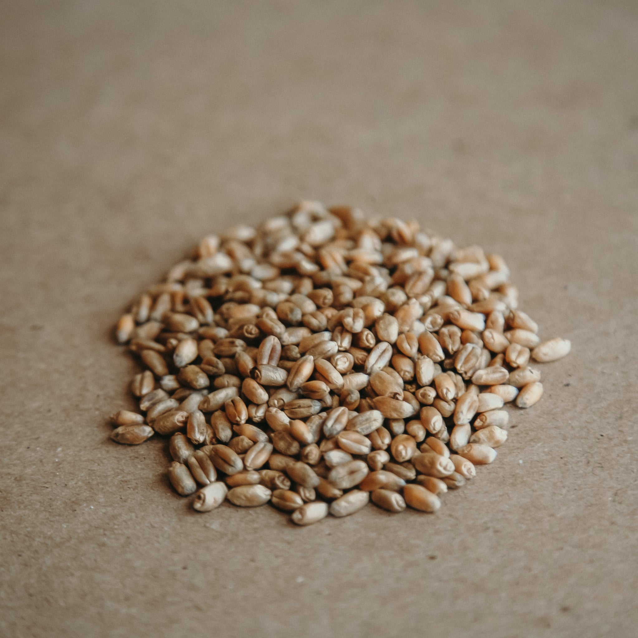 Where to Buy Wheat Berries Near Me Locally