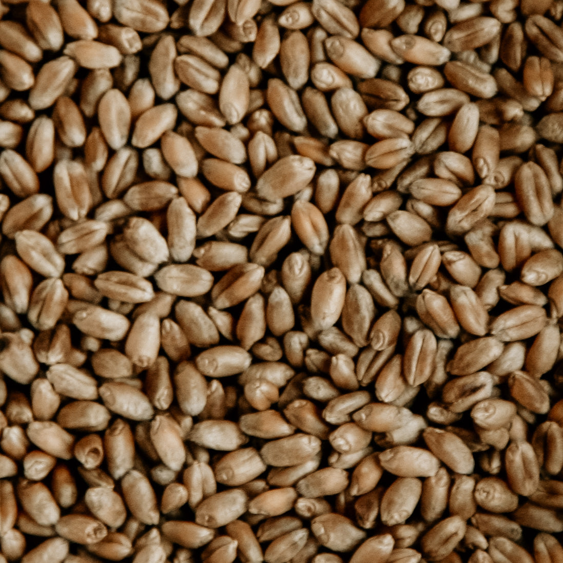 Grain Milling Starter Bundle