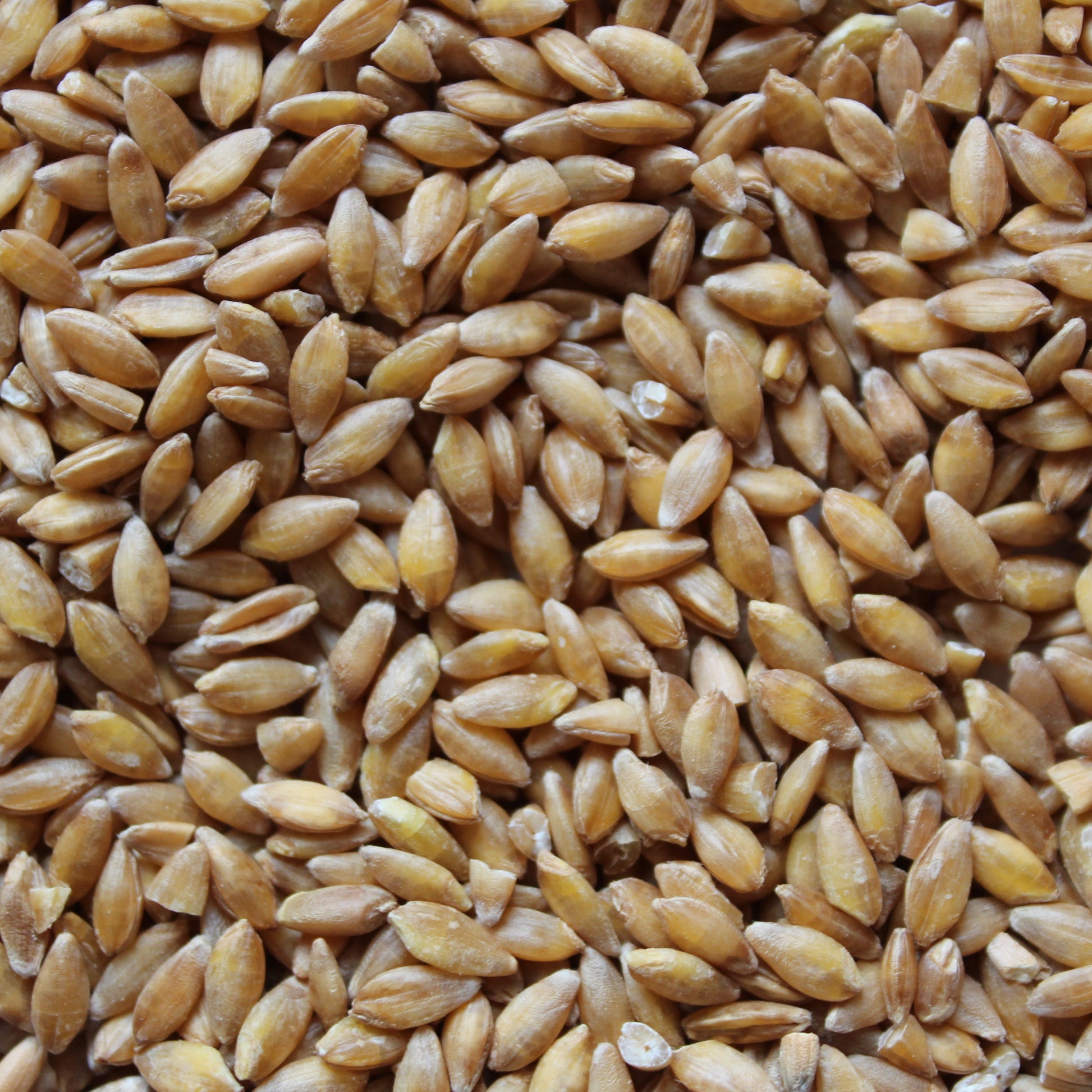 Fresh Acres Ontario Organic Einkorn Berries